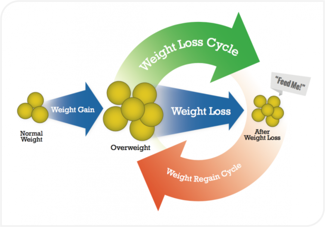 Why does weight loss rebound.png